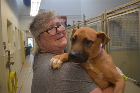 Solano county animal shelter - Friends of Napa County Animal Shelter was founded in 2017 by shelter volunteers that recognized a need to develop, fund and manage programs to assist with pet adoption, lifetime care, promote volunteer opportunities and provide community education so …